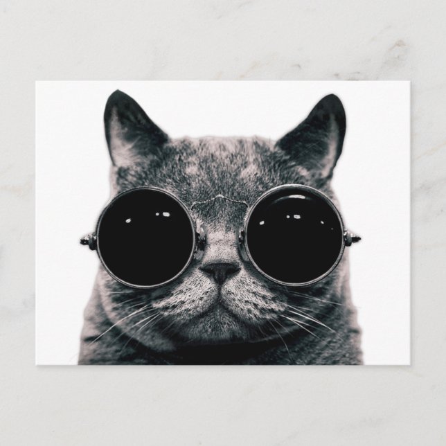 Carte Postale CAT cool. (Devant)