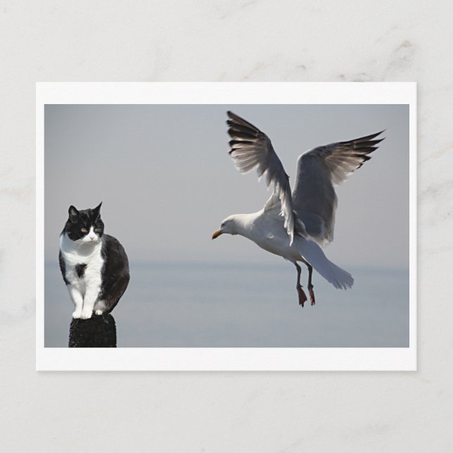 Carte Postale Cat et Seagull, Portpatrick, Écosse, Royaume-Uni (Devant)