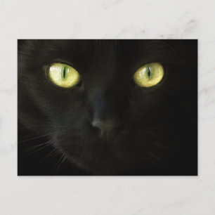 Carte postale Cat Eyes