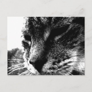 Carte Postale Cat fantôme