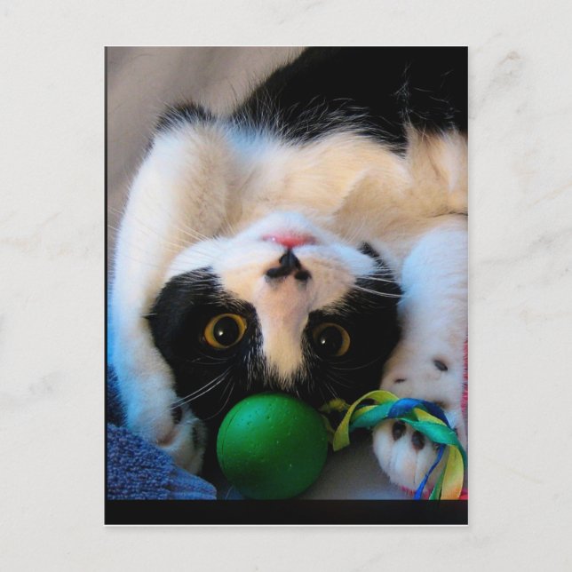 Carte Postale Cat is lying (Devant)