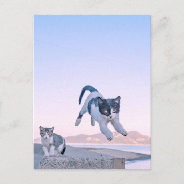 Carte Postale cat jump postcard (Devant)