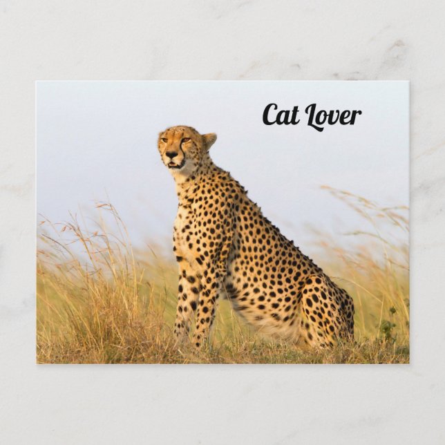 Carte Postale Cat lover cheetah photo (Devant)