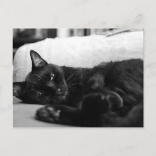 Carte Postale Cat Napping