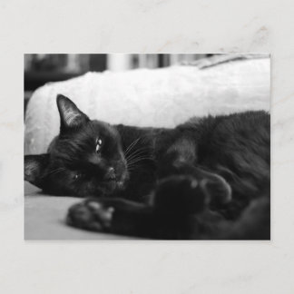 Carte Postale Cat Napping