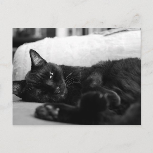 Carte Postale Cat Napping (Devant)