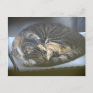 Carte Postale Cat Napping