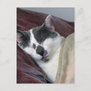 Carte Postale Cat Napping