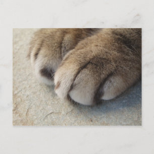 Carte Postale Cat Paws