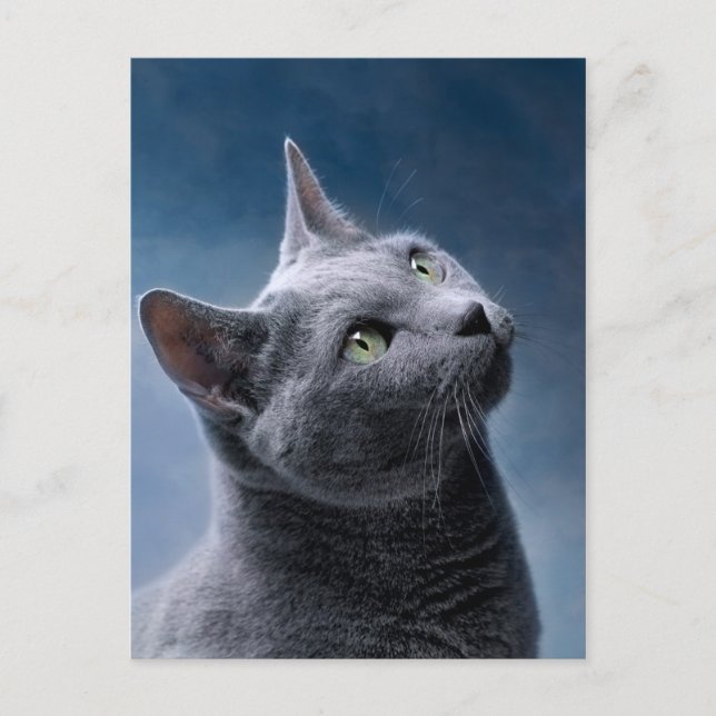 Carte Postale Cat Portrait (Devant)