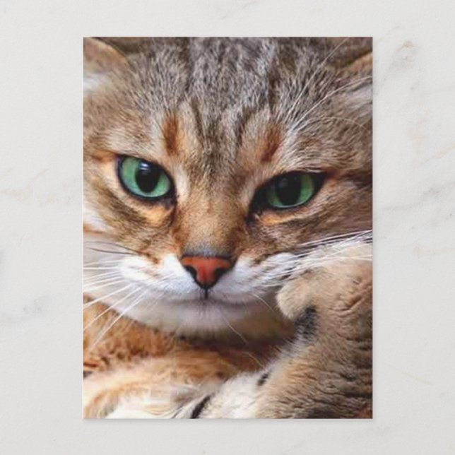 Carte Postale cat with attitude (Devant)