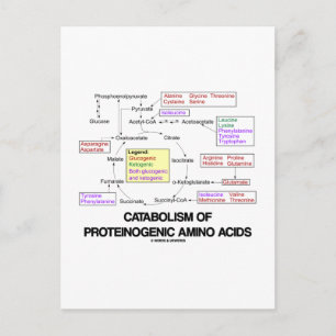 Carte Postale Catabolisme Des Acides Aminés Protéinogènes