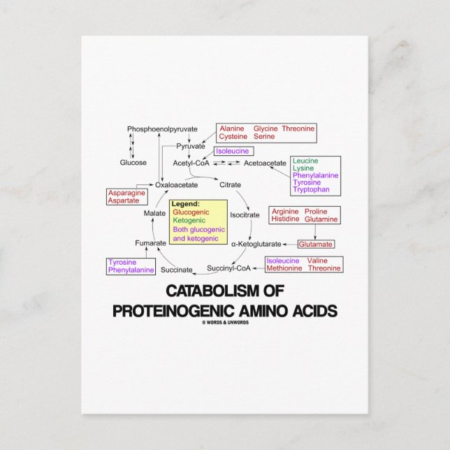 Carte Postale Catabolisme Des Acides Aminés Protéinogènes (Devant)