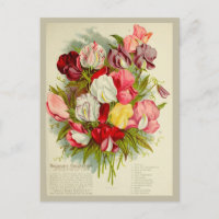 Catalogue vintage de graines de bouquet de pois do
