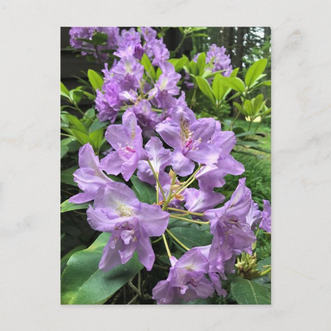 Carte Postale Catawbiense Boursault Rhododendrons, Oregon (Devant)