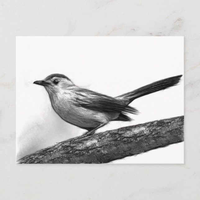 Carte Postale Catbird (Devant)