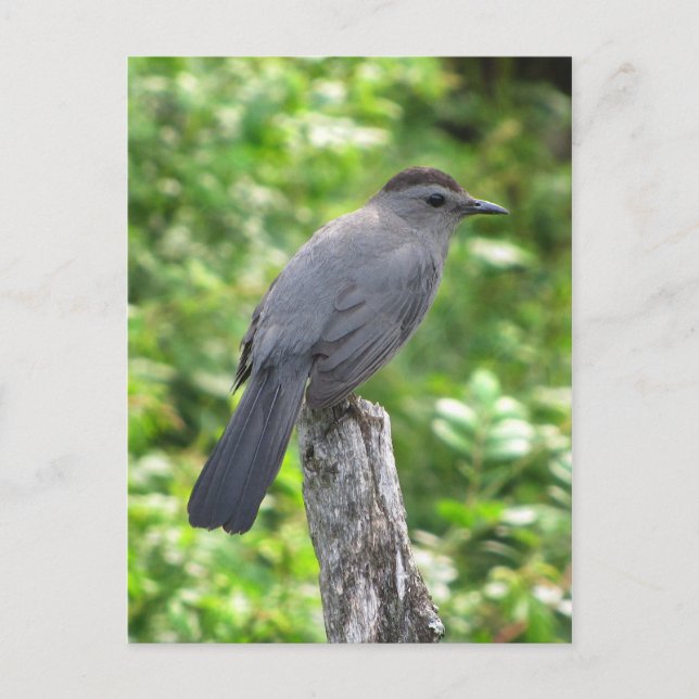 Carte Postale Catbird (Devant)
