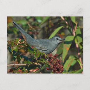 Carte postale Catbird