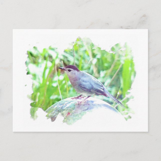Carte Postale Catbird sur une boule de regard (Devant)