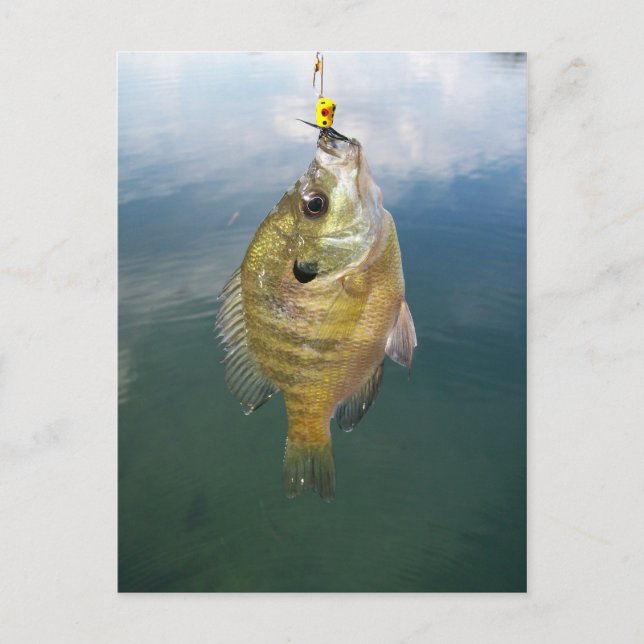 Carte Postale Catch Bluegill (Devant)
