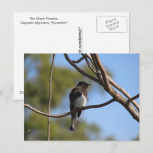 Carte postale - Catcher