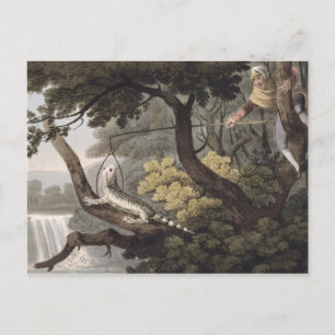 Carte Postale Catcher de Lizard mexicain, gravé par Matthew Dubo