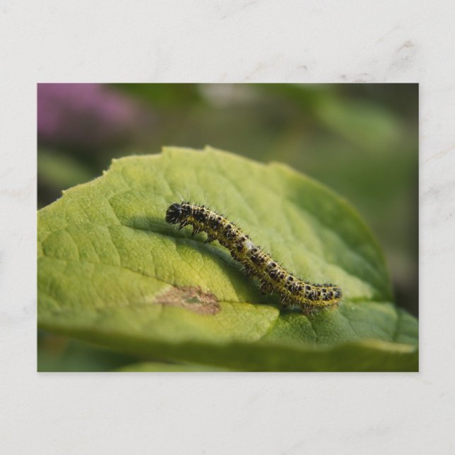 Carte Postale Caterpillar (Devant)