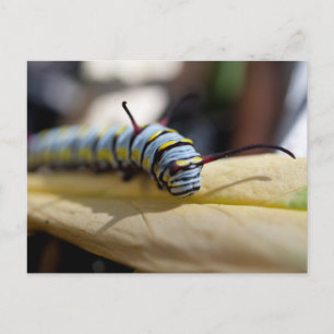 Carte postale Caterpillar