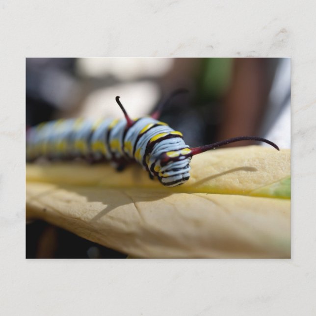 Carte postale Caterpillar (Devant)