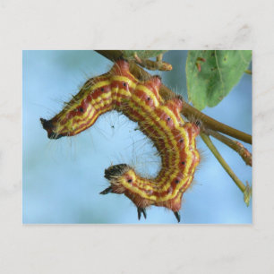 Carte postale Caterpillar.