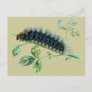 Carte Postale Caterpillar Arctia caja