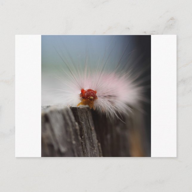 Carte Postale Caterpillar check things out (Devant)