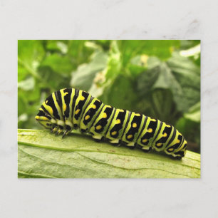 Carte Postale Caterpillar noire