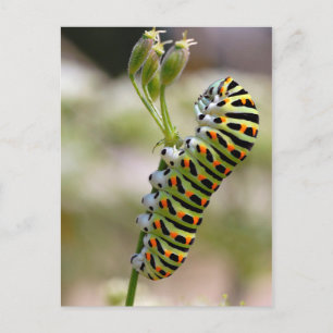 Carte Postale Caterpillar sur herbe