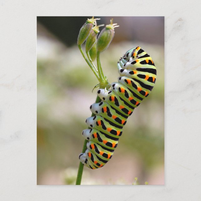 Carte Postale Caterpillar sur herbe (Devant)
