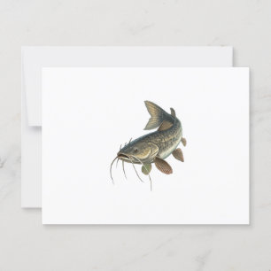 Carte Postale Catfish