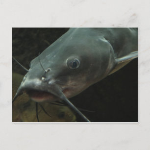 Carte Postale Catfish