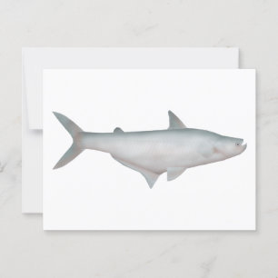 Carte Postale Catfish en silice