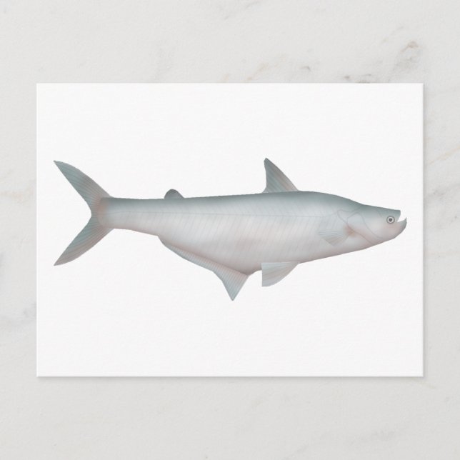 Carte Postale Catfish en silice (Devant)