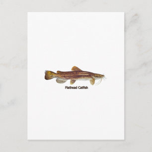 Carte Postale Catfish en tête d'affiche