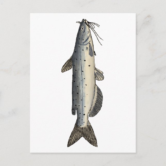 Carte Postale Catfish (juvénile) (Devant)