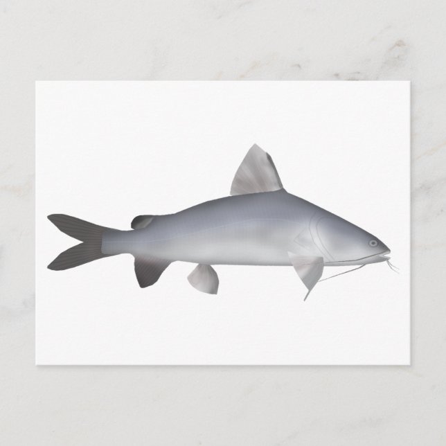 Carte Postale Catfish Saumon bleu (Devant)