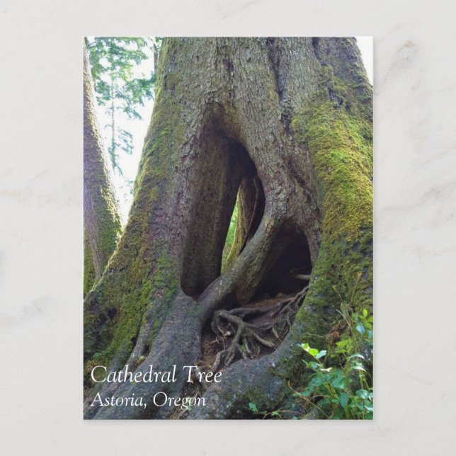 Carte Postale Cathédrale Arbre, Astoria, Oregon (Devant)