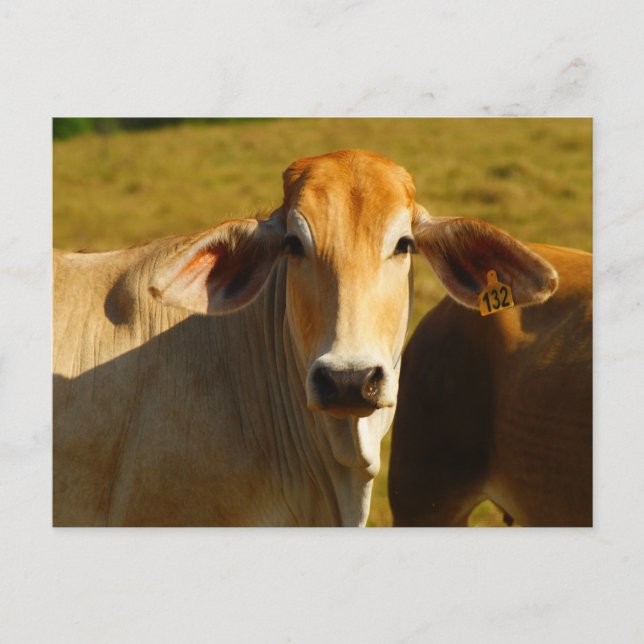 Carte Postale Cathine la jolie vache (Devant)