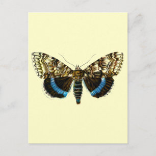 Carte Postale Catocala fraxini