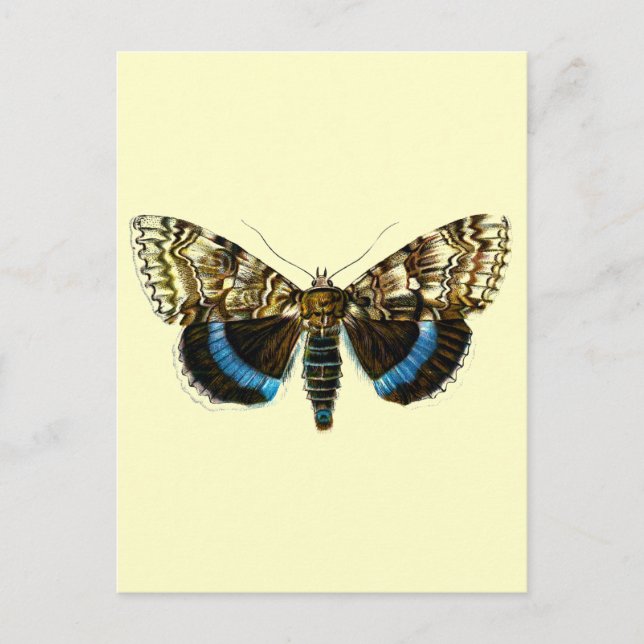 Carte Postale Catocala fraxini (Devant)