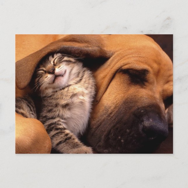 Carte Postale Cats and Dogs (Devant)