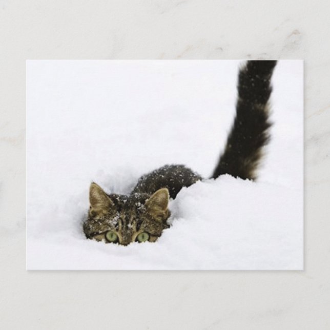 Carte Postale cats_and_snow_ (4) (Devant)