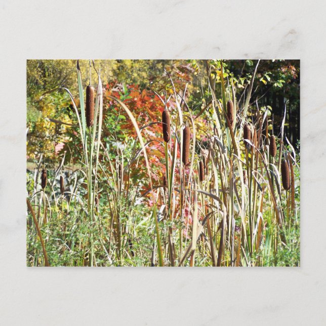 Carte Postale Cattails (Devant)