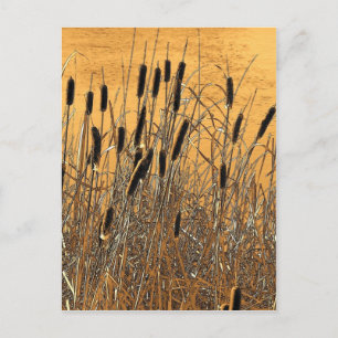 Carte Postale Cattails